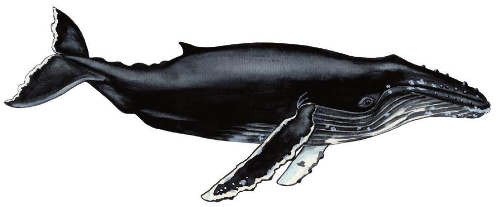 Qipoqqaq allaaseriuk Skriv om pukkelhval Write about Humpback Whale Uunga paasissutissat: Qipoqqaq Fakta om pukkelhval