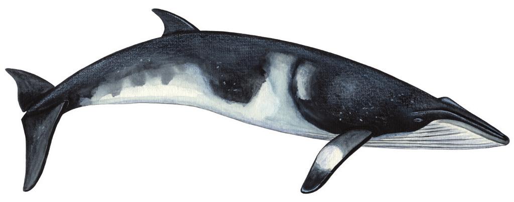 Tikaagullik allaaserikkit Skriv om vågehval (sildepisker) Write about Minke Whale Uunga paasissutissat: Tikaagullik Fakta om vågehval