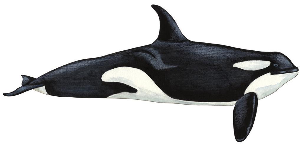 Aarluk allaaserikkit Skriv om spækhugger Write about Killer Whale Uunga paasissutissat: Aarluk Fakta om spækhugger