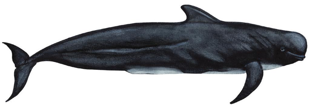 Niisarnaq allaaserikkit Skriv om grindehval Write about Long-fin Pilot Whale Uunga paasissutissat: Niisarnaq Fakta om grindehval