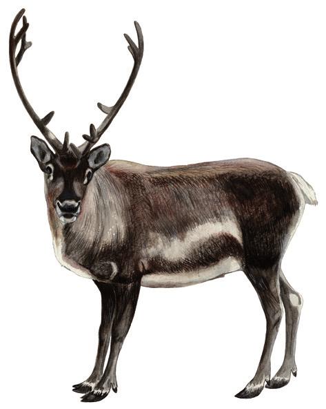 rensdyr Facts about Reindeer Tuttu pillugu uanga