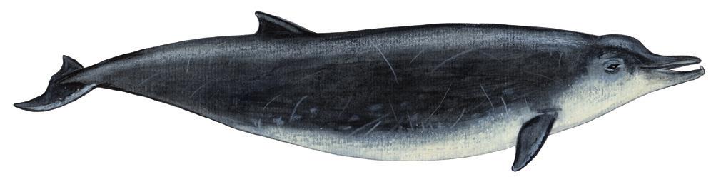 Anarnaq allaaserikkit Skriv om næbhval Write about North Atlantic Beaked Whale Uunga paasissutissat: Anarnaq Fakta om næbhval Facts
