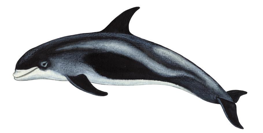Aarluarsuk allaaserikkit Skriv om hvidnæse Write about White-beaked Dolphin Uunga paasissutissat: Aarluarsuk Fakta om hvidnæse