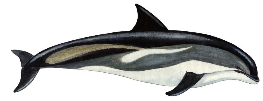 Aarluarsuk allaaserikkit Skriv om hvidskæving Write about White-sided Dolphin Uunga paasissutissat: Aarluarsuk Fakta om hvidskæving