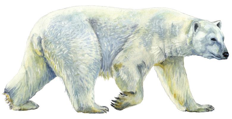 Nanoq allaaserikkit Skriv om isbjørn Write about Polar Bear Uunga paasissutissat: Nanoq Fakta om isbjørn