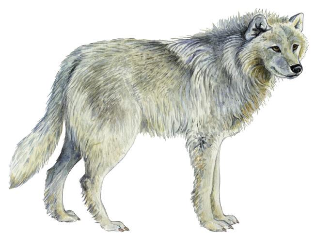 Amaroq allaaserikkit Skriv om polarulv Write about Arctic Wolf Uunga paasissutissat: Amaroq Fakta om polarulv