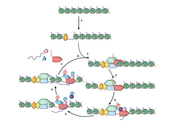 sünteesitud RNA järjestuse kontrollimiseks (Selth et al, 2010).