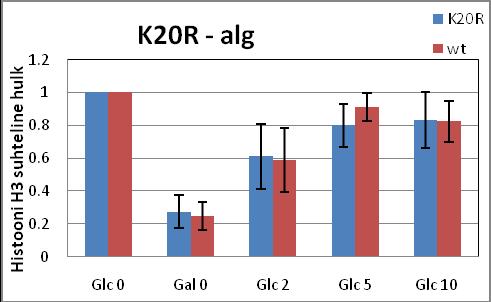 A B C D Joonis 19. Nukleosoomse struktuuri taastumine GAL VPS13 kodeerivas alas pärast geeni induktsiooni lõppemist tüves AK288.