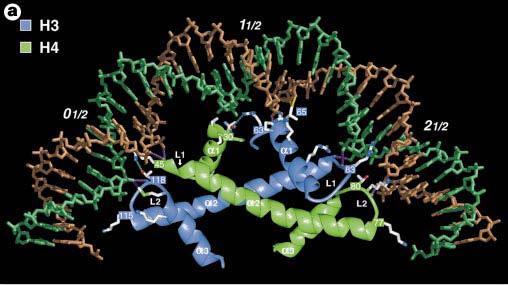 (Richmond & Davey, 2003). Kromatiini uurimise ajaloost täpsemalt annab hea ülevaate (Olins & Olins, 2003). A Joonis 1. Histoonide ja DNA struktuur nukleosoomis.