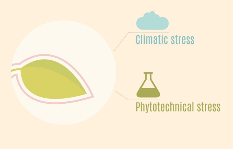 Mis on abioooline stress? Kuidas mõjutab abioooline stress taime ainevahetust?