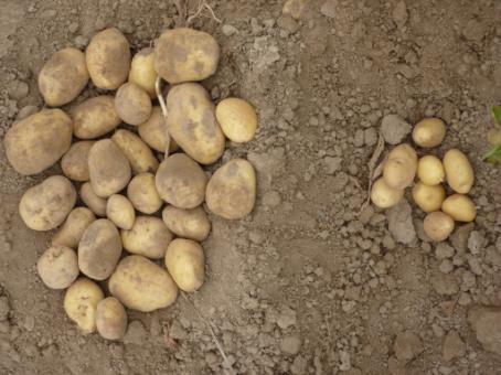 sümptomid) Kaubanduslik saak (Kg/ha) 45 4 35 3 25 2 15 1 5 Katse: kartulil