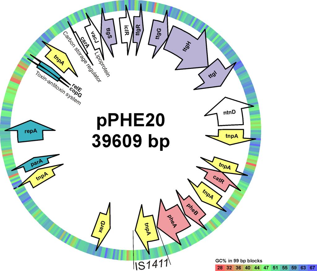 Joonis 3. pphe20 plasmiidi illustreeriv joonis. pphe20 üheks omaduseks on fenooli lagundamine. See on tagatud pheba operoni ning catr geeni poolt, mis on joonisel tähistatud roosade nooltega.
