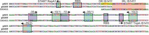 Joonis 6. IS1411 elemendi asukoht pg20 plasmiidi repa1 geeni ees. Joondatud on plasmiidide pg20 ja pd2rt repa1 geeni algused ja geenist ülespoole jäävad alad.