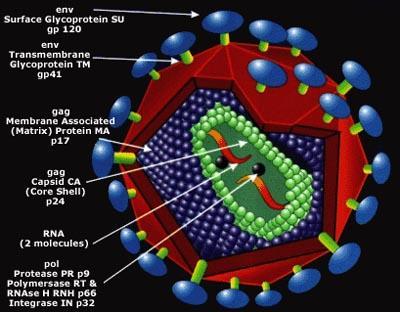 Viiruslaadsete osakeste kasutamine membraanvalkude puhastamiseks Rakumembraani on võimalik puhastada retroviiruste abil.