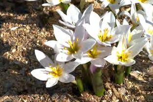 Pakutava variandi CB 223 taimed on korjanud Kreeta floora uurija Colville Barclay (1913-2010). Päike. Kuiv kuni parasniiske muld.