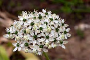 rohkesibulaline lauk 1,00 Allium multibulbosum, rohkesibulaline lauk. 60-70 cm kõrgusel varrel on juun lõpus ja juuli algul 7-9 cm läbimõõduga suhteliselt lame paljuõieline valge õisik.