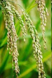 Alusvara koosseis: Riis (1) Riis (Oryza) on kõrreliste sugukonda kuuluv taim nisu järel suuruselt teine kasvatav ja tarbitav toiduteravili.