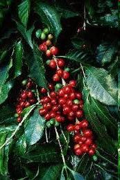 Alusvara koosseis: Kohv (1) Kohvikasvatamise ja joomise levik sai alguse Etioopiast Kaffa provintsist, kust pärineb ka selle joogi nimi.
