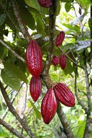 Alusvara koosseis: Kakao (1) Kakaopuu (Theobroma cacao jumalate toit ) perekond sai alguse miljoneid aastaid tagasi Lõuna-Ameerika Andide idanõlval.