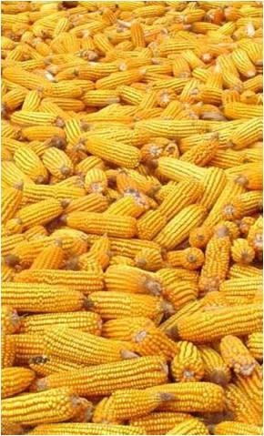 Alusvara koosseis: Mais (1) Mais on kõige olulisem põllumajanduslik toore ja üks maailma enim kaubeldud tooraineid.