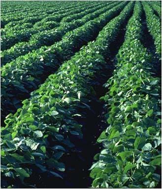 Alusvara koosseis: Sojaoad (1) Sojaoad on kõige olulisem taimeõli ja proteiinide toomise kultuur maailmas.