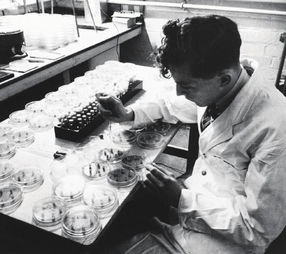 TUBERKULOSE MARTS 2019 39 1928-mi Skotlandimiup nakorsap Alexander Flemingip penicillini nassaaraa, nappaatinik tuniluuttorpassuarnik katsorsaasinnaasoq.
