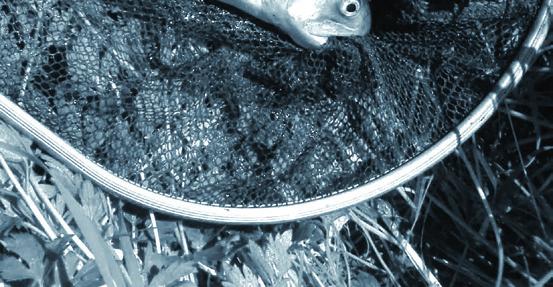 Suguküpseks saanud meriforell on enamasti hõbedane või tumepruuni-halli varjundiga hõbedane kala, kelle külgedel