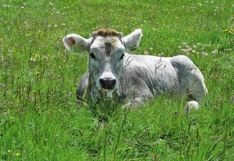 REKLAAMTEKST Kinnislehmade poegimiseelne söötmine anioonsete mineraalsooladega Esimest korda poeginud lehmad tavaliselt poegimishalvatusse ei haigestu, kuid lehma vananedes organismi
