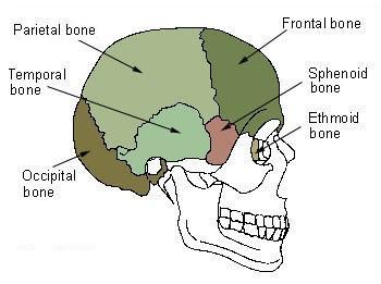 1. BIOLOGICAL BASIS The following chapter will guide us through the anatomy of a human head and specifically brain.
