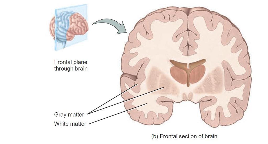 Brain consists basically of two types of tissue, white and gray matter. The white matter is aggregations of myelinated and unmyelinated axons of many neurons.