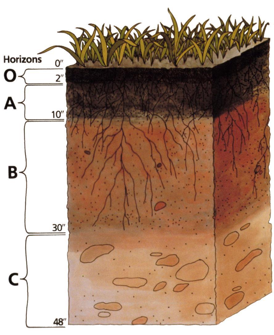Teadlased kirjeldavad mulda kui maailma nahka, elutähtsat, kuid õhukest ja habrast, mis võib