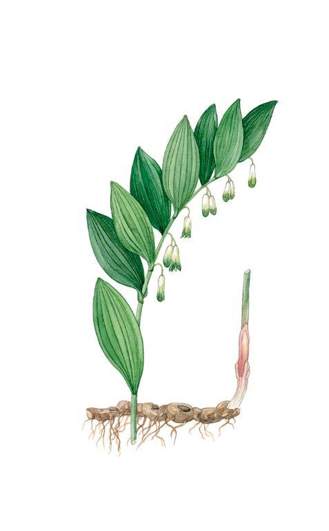 ) Druce Harilik kuutõverohi on mitmeaastane rohttaim liilialiste sugukonnast.