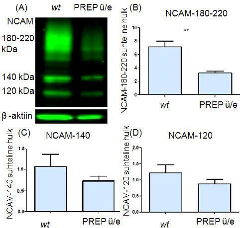 Joonis 5. (A) Illustratiivne Western blot valguriba, mis näitab NCAMi põhiliste isovormide suhtelist taset metsiktüüpi (wt) ja PREP ü/e neuroblastoomi SH-SY5Y rakuliini lüsaatides.