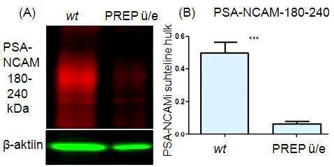 Joonis 6. (A) Illustratiivne Western blot valguriba, mis näitab PSA-NCAMi suhtelist taset metsiktüüpi (wt) ja PREP ü/e neuroblastoomi SH-SY5Y rakuliini lüsaatides.