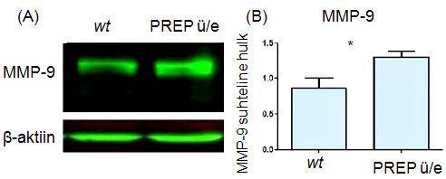MMP-9 taseme analüüsist selgus, et võrreldes wt rakkudega on PREP ü/e rakkudel MMP-9 ekspressioon tõusnud ning tulemus on statistiliselt oluline (vt joonist 7.).
