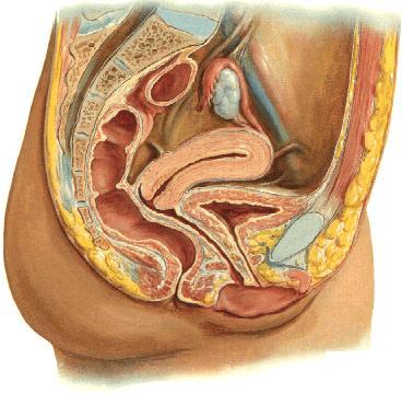 Internal female genital organs Ovary (ovarium) Female genital