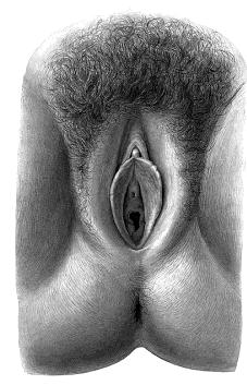 minores) Ostium vaginae (hymen) Fossa navicularis