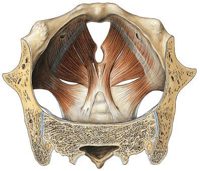 Diaphragma pelvis Musculus levator ani (arcus tendineus m.