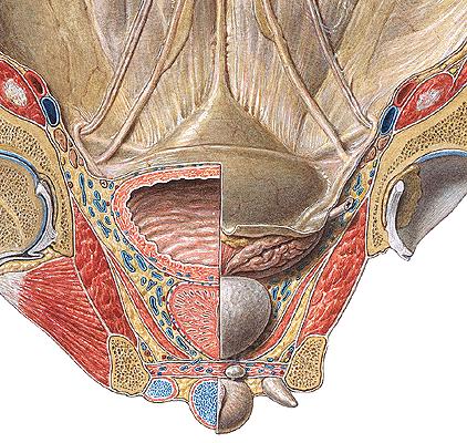 sphincter urethrae Fascia diaphragmatis urogenitalis superior et