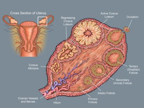 Ovarian cycle Hypophysis Ovary -