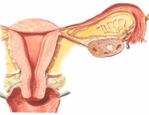 secretory cells - 2 19 20 PHALOPIAN TUBE COURSE from uterus runs