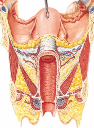 urethralis area trigonalis vaginae Paries posterior Rugae