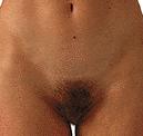 Organa genitalia feminina externa Labia majora pudendi Labia minora pudendi Mons pubis Vestibulum vaginae Clitoris