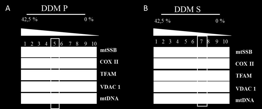 Kuigi eeldatavasti pole replitseeruva nukleoidi fraktsioonis enamjaolt näha COX II ning VDAC1, on varasemate katsete käigus, mis kasutasid digitoniiniga lüüsitud mitokondreid, näidatud, et see