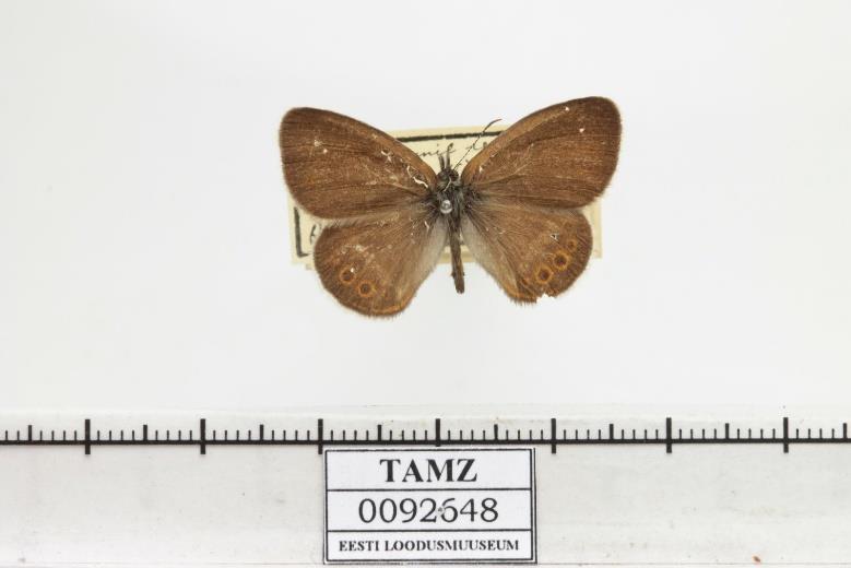 Joonis 7. Fotol Coenonympha hero, allikas: eelurikkuse pildikogu Eestis võib liblikas eelistada aruheinu (Fetusca) (Õunap & Tartes, 2014) ning on siin levinud hajusalt üle kogu maa.