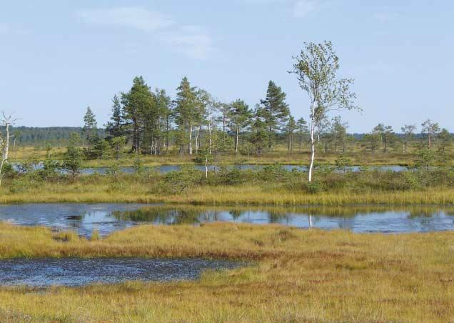 Käesolev dokument on PIN/Matra projekti 2002/014 "Märgalalde ja metsade integreeritud kaitsekorraldus Põhja-Liivi piirialal (Eesti-Läti)" lõpparuanne.
