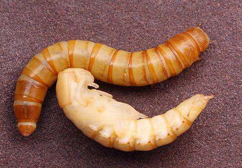 Joonis 6. Jahumardika (Tenebrio molitor) vastne ja nukk. Allikas: (http://www.ozanimals.com/insect/yellow-mealworm/tenebrio/molitor.