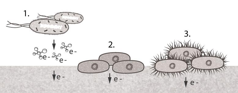 Mikroorganismide ekstratsellulaarne elektroni ülekanne Mikroorganismid suudavad oma elektrone anoodile loovutada läbi mediaatorite (Joonis 4,1),
