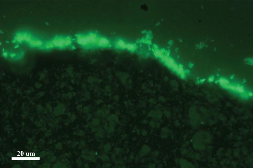võimelised kasvama geeli sisemusse (Joonis 15.) Joonis 15. Fluorestsentsmikroskoobi pilt 0.4 M PPy-hüdrogeelist koos bakteri kolooniaga 3.