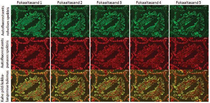 7A. Kummeliõie sarivõte konfokaalmikroskoobiga. Iga foto on pildistatud eri fokaaltasandil. Autofluorestsentsisignaalid rohelises ja punases spektris on toodud eraldi ja ka liidetuna ühele fotole.